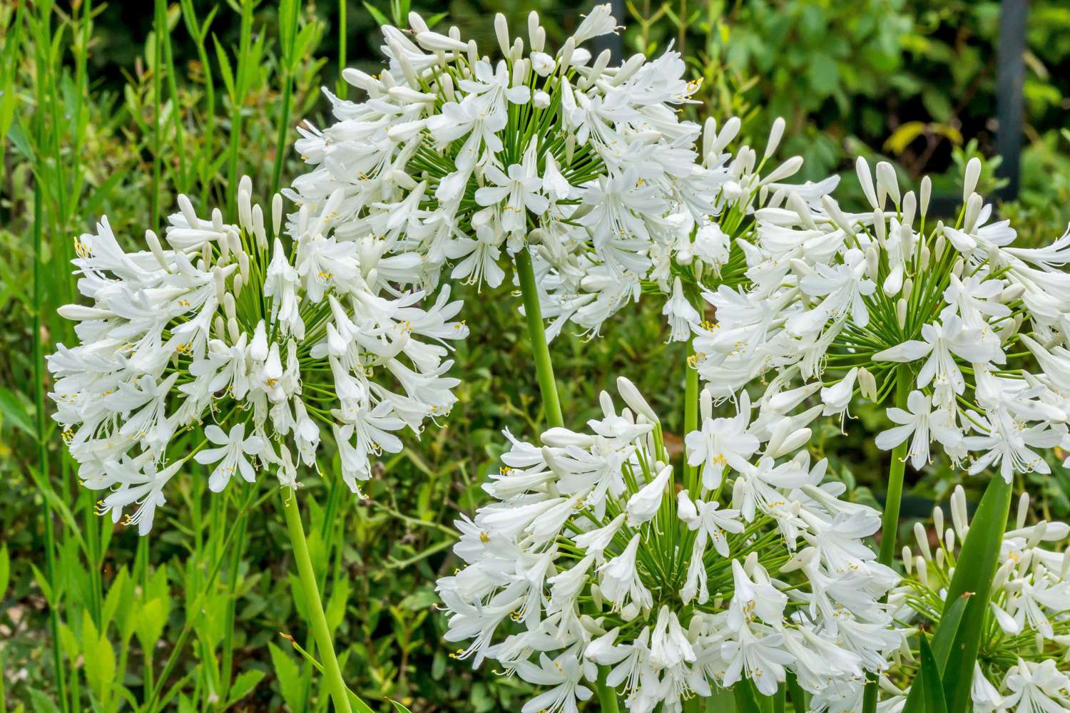 Sinisarja 'Africanus Albus'